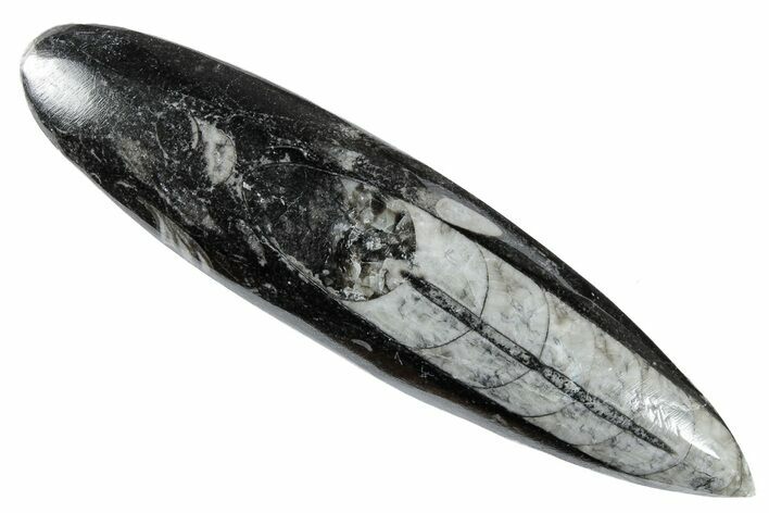 Polished Fossil Orthoceras (Cephalopod) - Morocco #216212